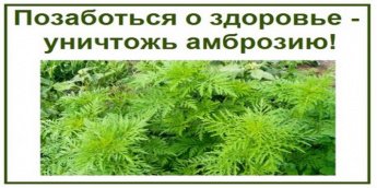 Памятка по борьбе с амброзией ПОЛЫННОЛИСТНОЙ